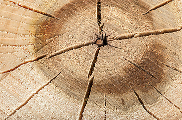 Image showing Poplar cut logs with cracks