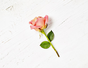 Image showing pink rose on white wood background