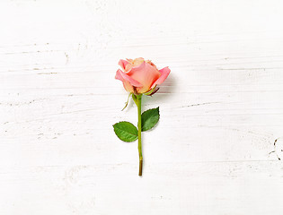 Image showing pink rose on white wood background