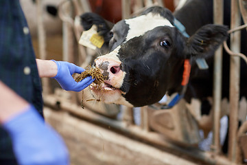 Image showing close up of man feeding cow with hay on dairy farm