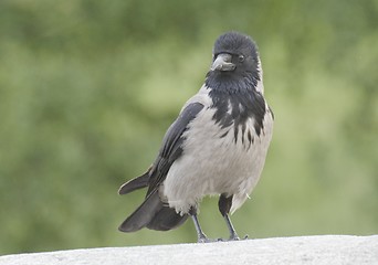 Image showing Crow