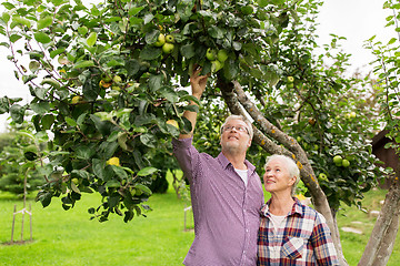 Image showing senior couple with apple tree at summer garden