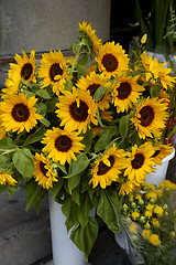 Image showing Sunflowers