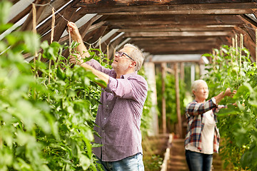 Image showing senior couple working at farm greenhouse