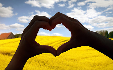 Image showing heart shape in Rapeseed