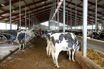 Image showing herd of cows eating hay in cowshed on dairy farm