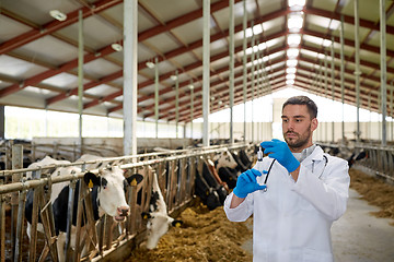 Image showing veterinarian with syringe vaccinating cows on farm