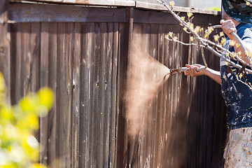 Image showing Professional Painter Spraying Yard Fence with Stain