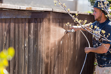 Image showing Professional Painter Spraying Yard Fence with Stain