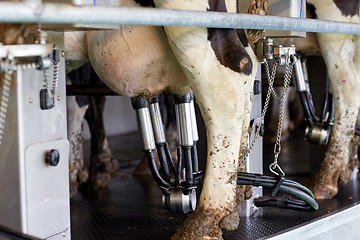 Image showing cows and milking machine at rotary parlour on farm