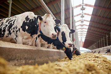 Image showing herd of cows eating hay in cowshed on dairy farm