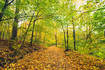 Image showing Forest trail in autumn