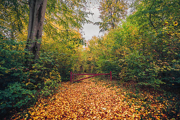 Image showing Autumn in the forest with a red gate