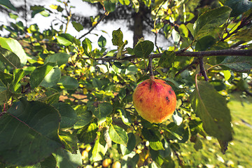 Image showing Apple haning on a tree in the fall