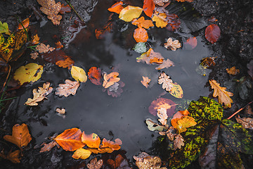 Image showing Autumn puddle after the rain