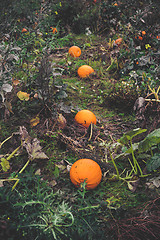 Image showing Pumpkins on a row in a garden