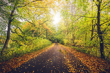 Image showing Autumn landscape with a forest in autumn