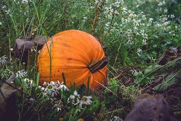 Image showing Big orange pumpkin in a dark garden