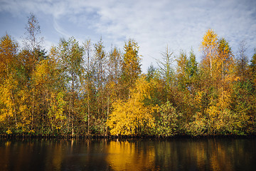 Image showing Autumn trees in yellow colors in the fall