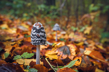 Image showing Coprinopsis picacea mushrooms in a autumn scenery