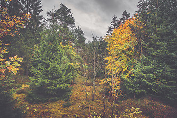 Image showing Autumn scenery in a Scandinavian forest