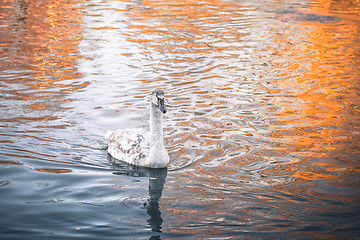 Image showing Young swan cygnet swimming in the dark water