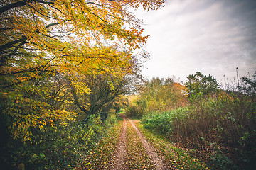 Image showing Landscape with a forest trail in the fall