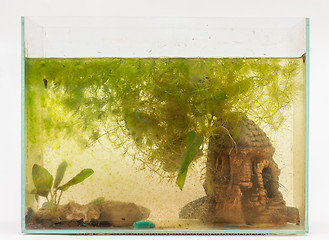 Image showing Overgrown algae aquarium on a white background