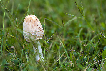 Image showing mushroom