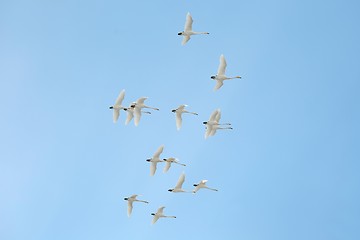 Image showing Swan Flying Up