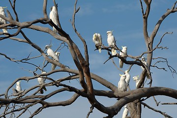 Image showing Cockatoos on a tree