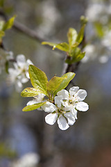 Image showing Cherry blossoms on a tree, springtime