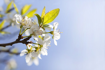 Image showing Cherry blossoms on a tree, springtime