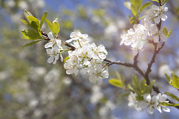 Image showing Cherry blossoms on a tree, springtime