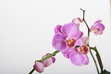 Image showing Moth Orchid (Phalaenopsis orchidaceae)