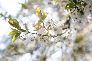 Image showing Cherry blossoms on a tree