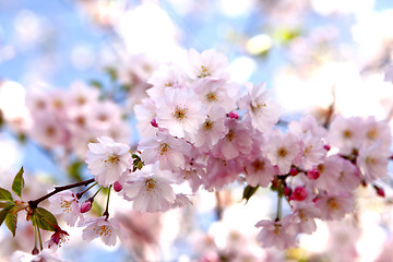 Image showing Cherry blossoms on a tree