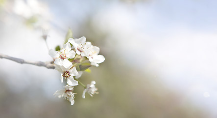 Image showing Cherry blossoms on a tree, springtime