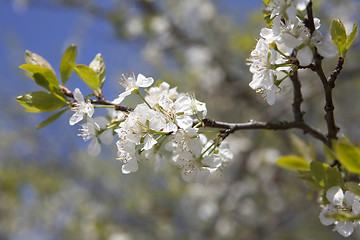 Image showing Cherry blossoms on a tree, springtime