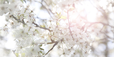 Image showing Cherry blossoms on a tree, springtime