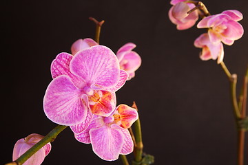 Image showing Moth Orchid (Phalaenopsis orchidaceae)