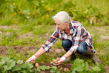 Image showing senior woman planting potatoes at garden or farm