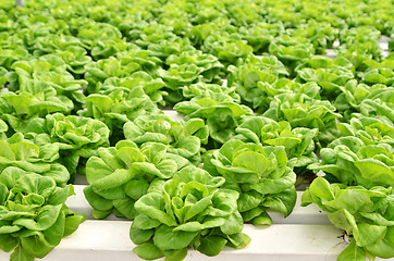 Image showing Commercial greenhouse soilless cultivation of vegetables