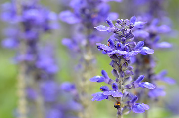 Image showing Blooming blue bugleweeds Ajuga