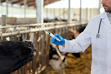 Image showing veterinarian with syringe vaccinating cows on farm