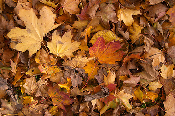 Image showing Yellow autumn leaves on the ground