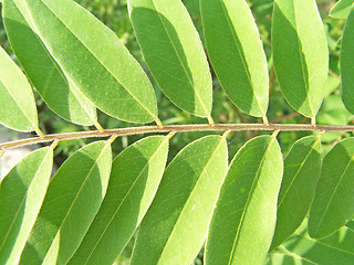 Image showing Acacia leaves