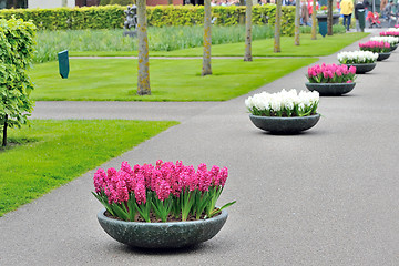 Image showing Hyacinth flowers in garden