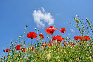 Image showing Field of poppies