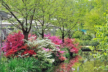 Image showing Rhododendron Flowers in spring 